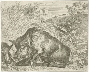 Wildschwein