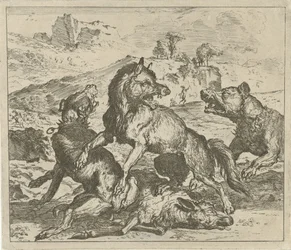 Wolf wird von Hunden angegriffen