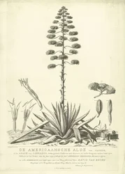 Blühende amerikanische Aloe, 1757