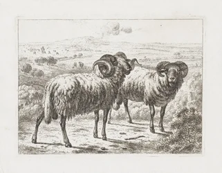 Zwei Widder