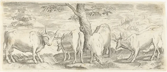 Kühe, ein Stier und ein Ochse