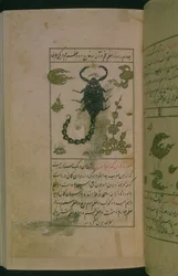 Sternbilder des Tierkreises: Skorpion, der Skorpion, aus Talim dar marifat i taqvuim, 1498 (903 Hijra)