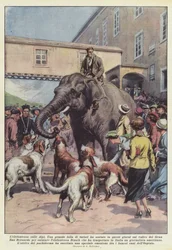 Die Elefantin in den Alpen