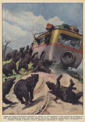 Ein Bus mit sechs Reisenden wurde auf einer Straße in Anatolien (Türkei) von einem Bärenrudel angegriffen