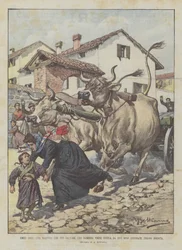 Demütige Helden, eine Lehrerin, die ein Mädchen retten wollte, wird von zwei wütenden Ochsen getötet, bei Brescia