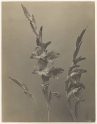 Gladiole