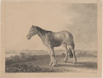 Pferd steht auf einem Feld im Profil nach links