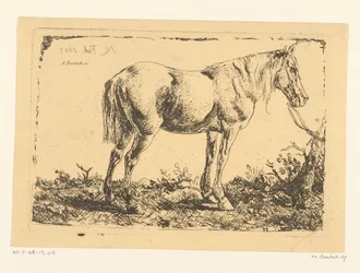 Pferd an einem Baum