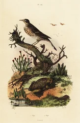 Wiesenpieper und Surinamkröte