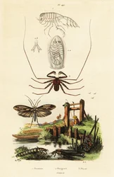 Peitschenspinne und Köcherfliege