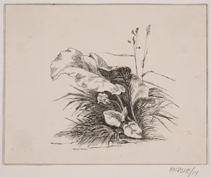 Die Veilchen