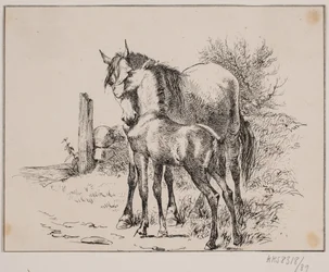 Das Pferd und das Fohlen