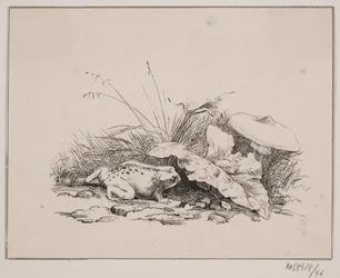 Die Kröte