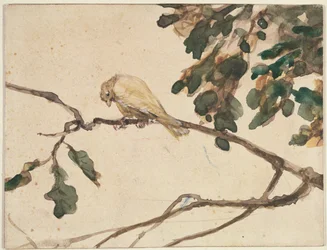 Kanarienvogel auf einem Eichenast