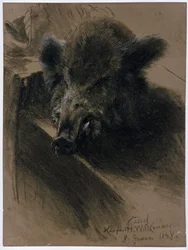 Der Kopf eines Wildschweins in der kurfürstlichen Wildkammer in Kassel