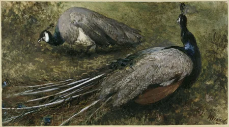Die zwei Pfauen. Aus dem "Kinderalbum"