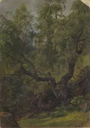 Waldstudie aus Numedal