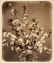 Blumenstillleben