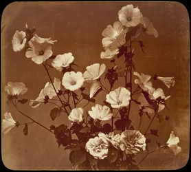 Blumenstudie, Hibiskus