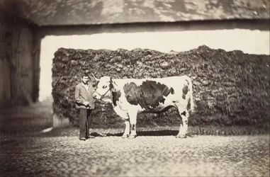 [Preisgekrönter Stier]