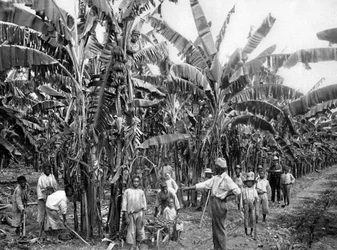 Bananenplantage, Jamaika, um 1905