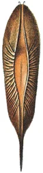 Eikapsel eines Chimärenfisches