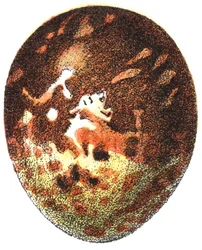 Ei eines Wespenbussards (Pernis apivorus), 1923