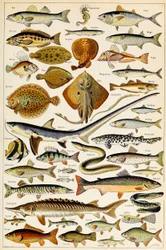 Illustration von essbaren Fischen, ca. 1923