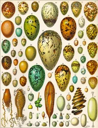 Illustration von Eiern, ca. 1923