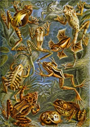Illustration von Fröschen und Kröten, ca. 1909