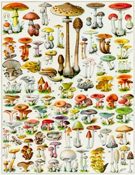 Illustration von Pilzen