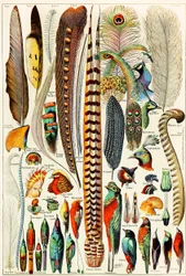 Illustration von Federn und Vögeln, ca. 1923