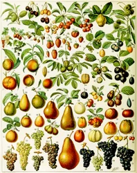 Illustration von Früchten, ca. 1923