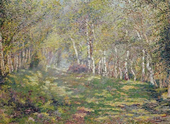 Silberbirken