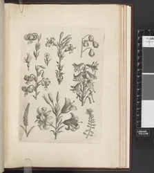 Illustration von Pflanzen, 