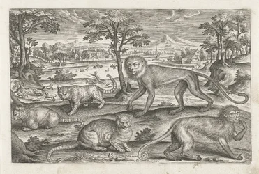 Affen und Katzen