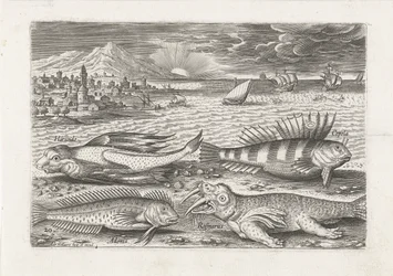Einige Fische und ein Walross am Strand