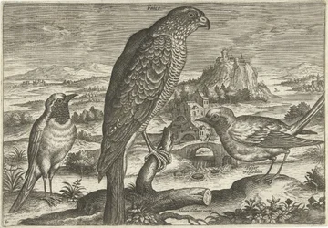 Einige Vögel in einer Landschaft