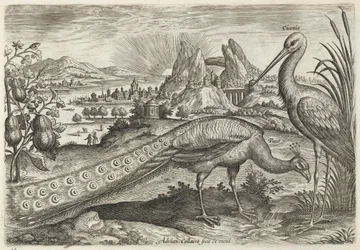 Pfau und Storch