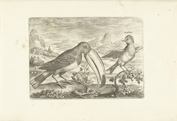 Zwei exotische Vögel in einer Landschaft (Vögel, Avivm vivae)