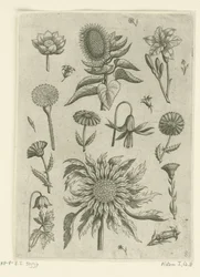 Sonnenblume und andere Blumen