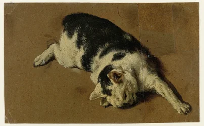 Katze liegend auf der Seite, die linke Vorderpfote ausgestreckt