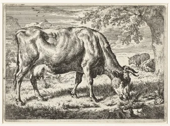 Weidende Kuh und zwei Schafe