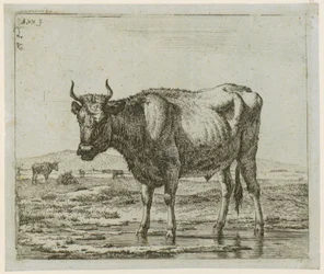 Im Wasser stehender Stier, Blatt 6 der Folge „Verschiedene Tiere“