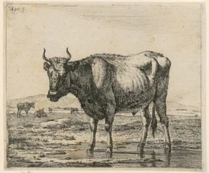 Im Wasser stehender Stier, Blatt 6 der Folge „Verschiedene Tiere“