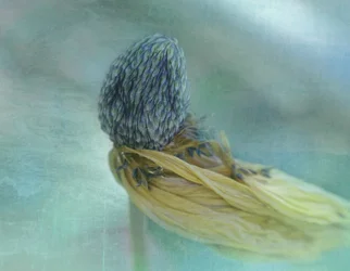 Weiche blaue Blüte