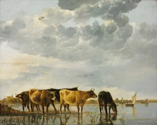 Kühe in einem Fluss
