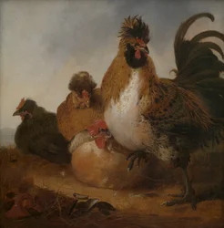 Hahn und Hennen