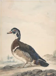 Eine Ente, 1725-92