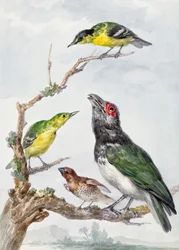Vier verschiedene Vögel auf einem Ast
